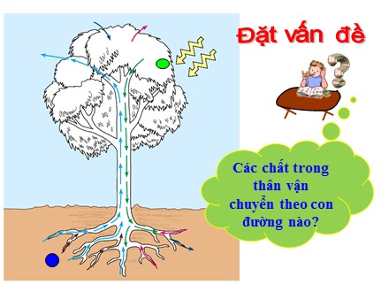 Bài giảng Sinh học Lớp 6 - Bài 17: Vận chuyển các chất trong thân - Trường THCS Trương Tấn Lập